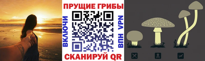 Псилоцибиновые грибы Cubensis  что такое наркотик  Валуйки 